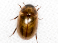 Enochrus melanocephalus